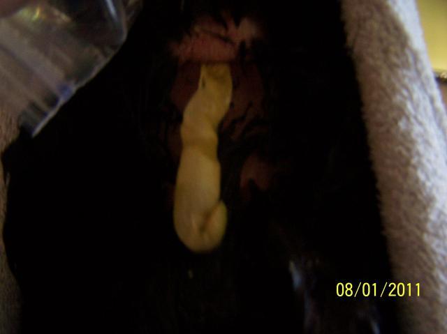 82311_100_3172.jpg