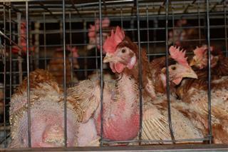 Battery Hens Battery Hens
