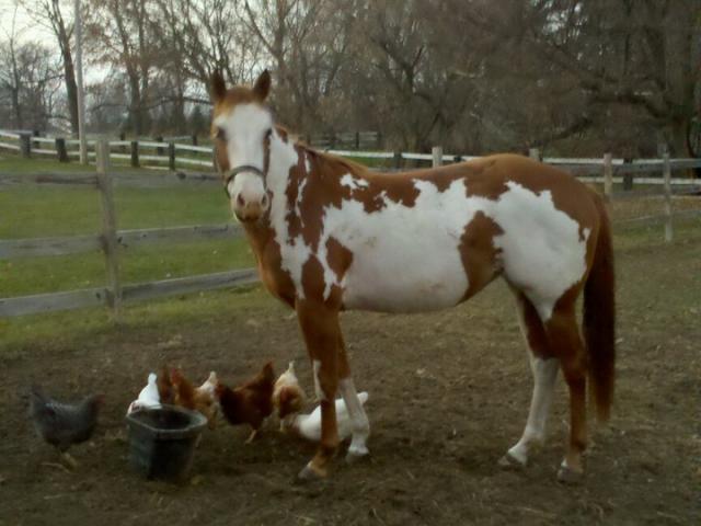82352_hayliechickens.jpg