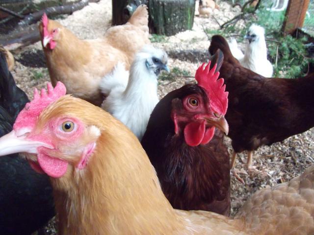 82361_duccle_chicks_day_1_001.jpg