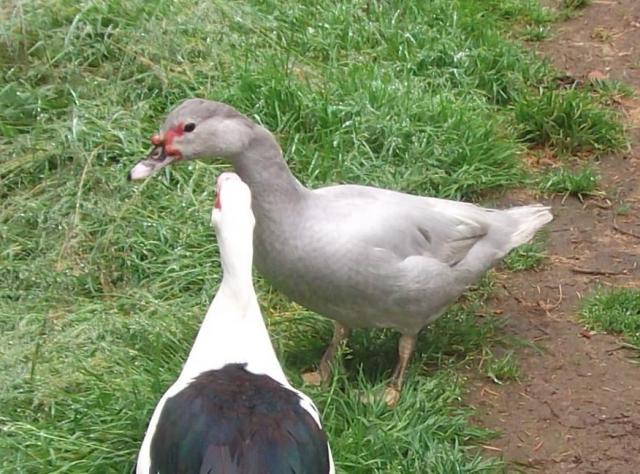 82361_ducks_first_outing_115_-_copy.jpg