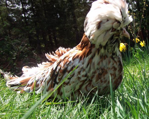 82361_ducky_and_daisy_001.jpg