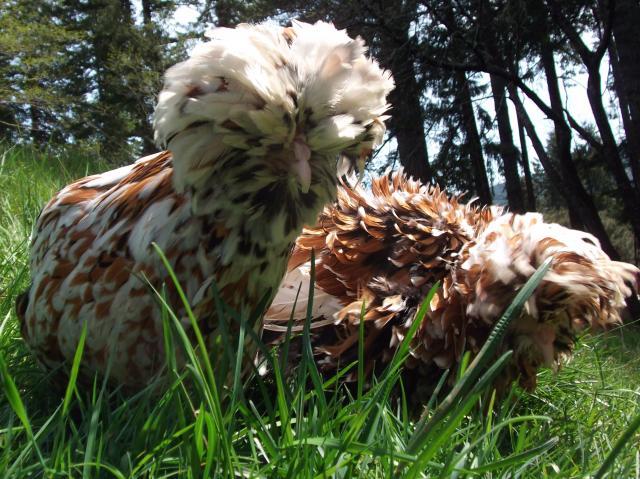 82361_ducky_and_daisy_015.jpg