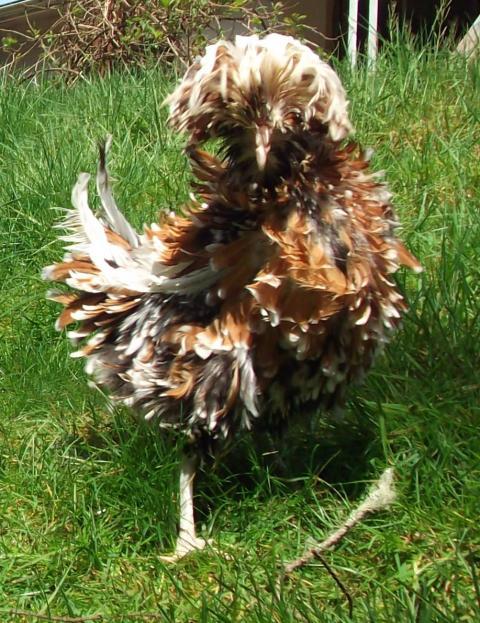 82361_ducky_and_daisy_043.jpg