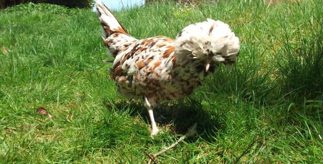 82361_ducky_and_daisy_049.jpg