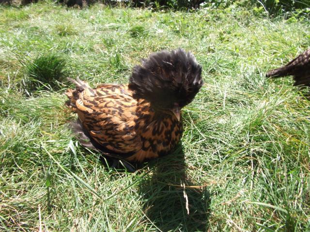 82361_polish_chickens_2011_135.jpg