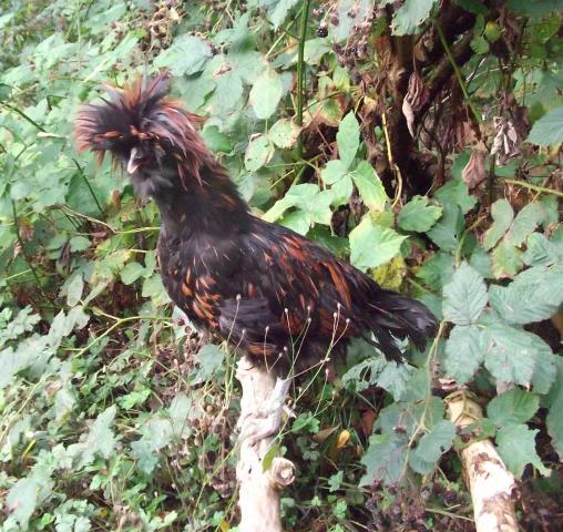 82361_polish_roosters_133.jpg