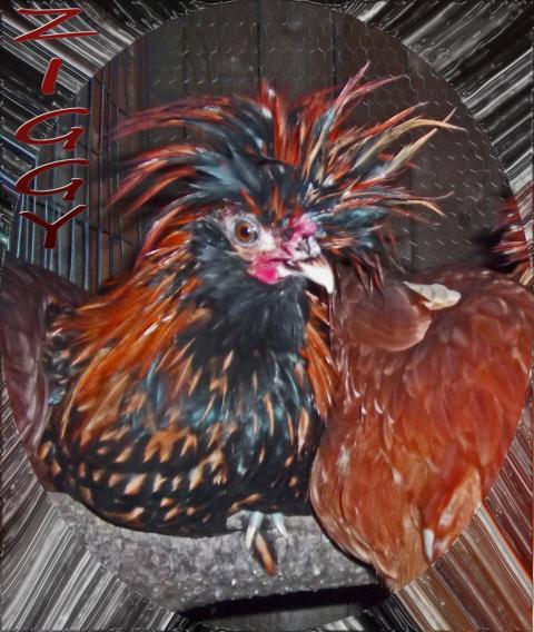 82361_ziggy_edited-1.jpg