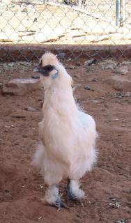 82424_silkie1a.jpg