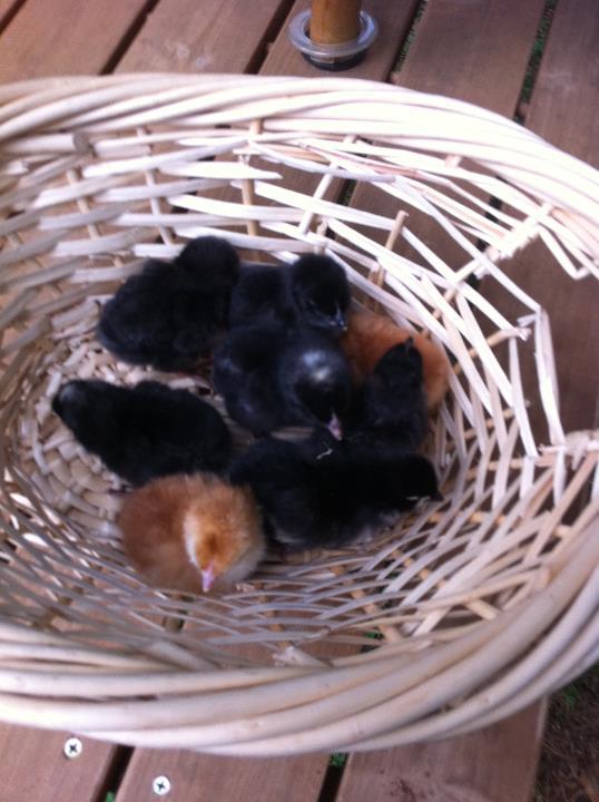 82444_chicks_in_a_basket.jpg
