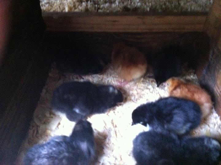 82444_chicks_in_the_nest.jpg
