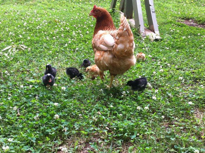 82444_chicks_with_mom.jpg