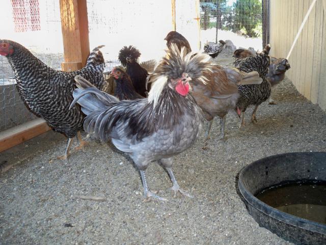 82508_chicken_4_months_005.jpg