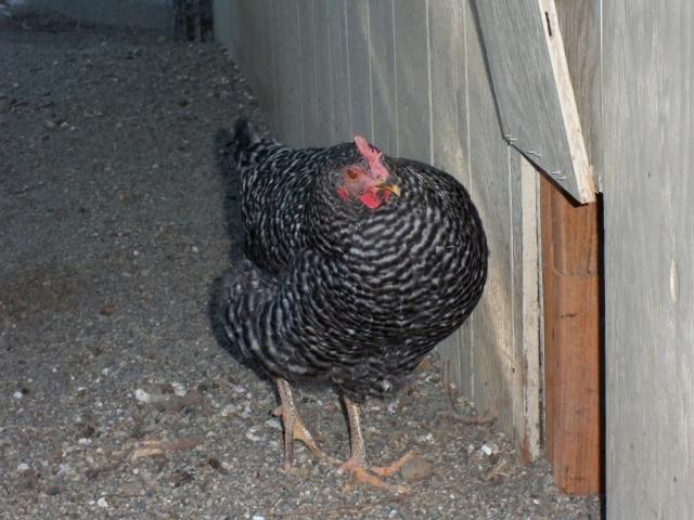 82508_chickens_005.jpg
