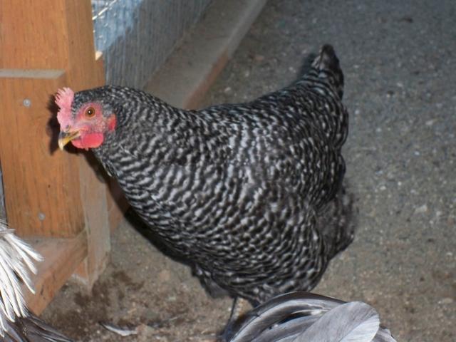 82508_chickens_006.jpg