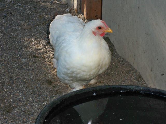 82508_chickens_008.jpg