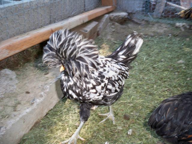 82508_chickens_016.jpg