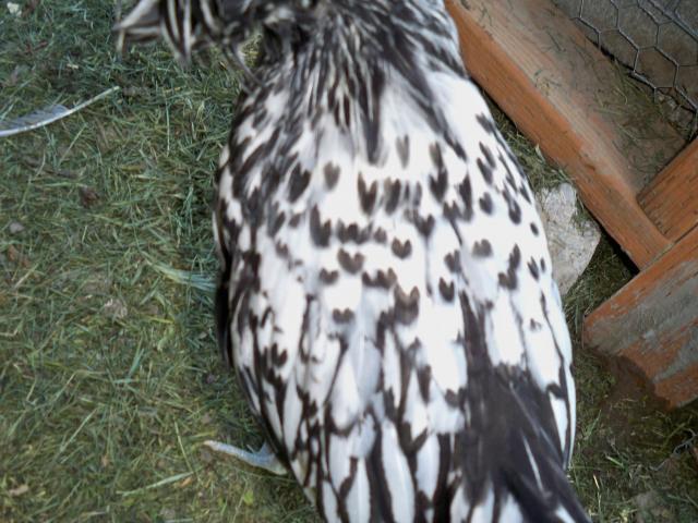 82508_chickens_017.jpg