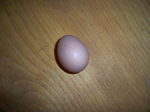 82508_first_egg_003.jpg
