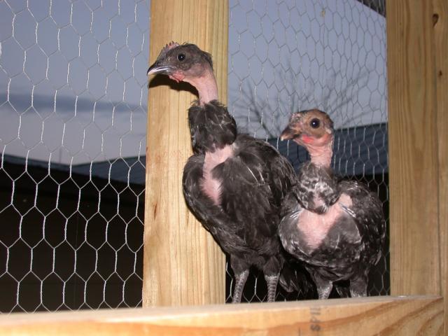82513_dscn2200a.jpg