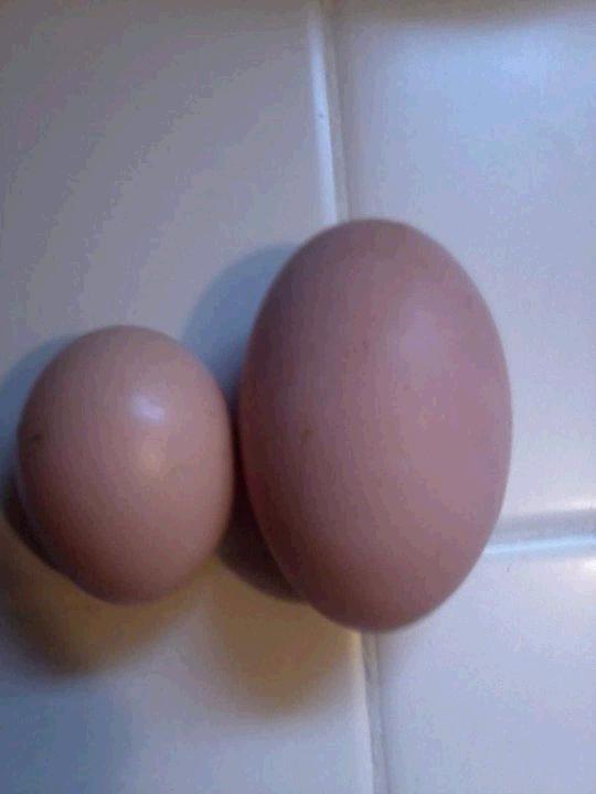 82526_jumbo_egg.jpg