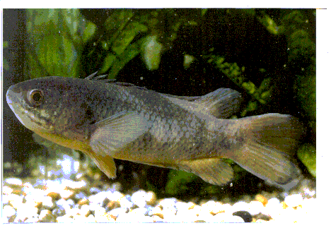 82534_climbing_perch.gif
