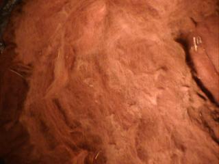 8253_hpnx0983.jpg