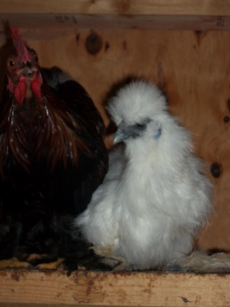 82596_silkie_007.jpg