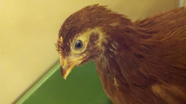 82601_2011-04-14_21-12-57_421.jpg