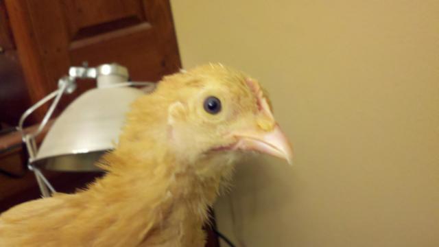 82601_2011-04-14_21-14-54_16.jpg