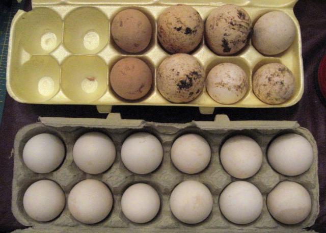 82602_eggies.jpg
