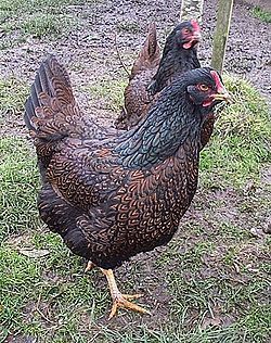 82626_hen.jpg