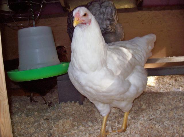 8262_chanteclers_october_2009_046.jpg