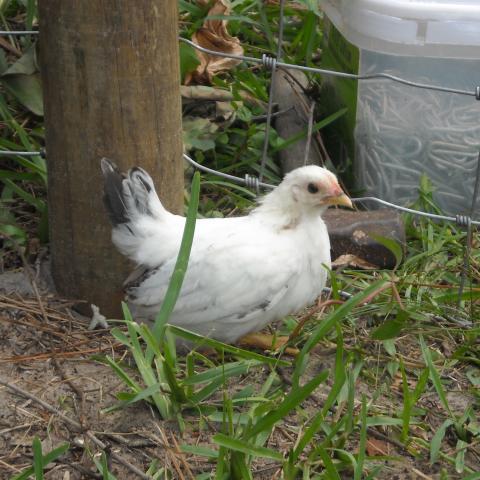 82689_holly6wks.jpg
