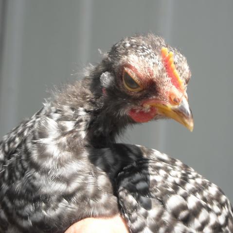 82689_puddingface5wk.jpg