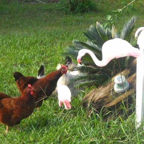 82689_rirflamingo.jpg