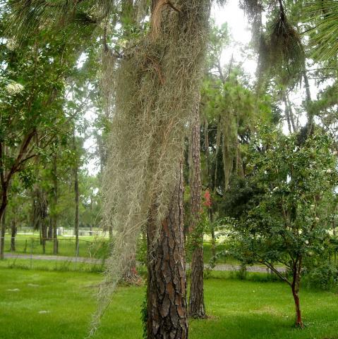 82689_spanishmoss.jpg