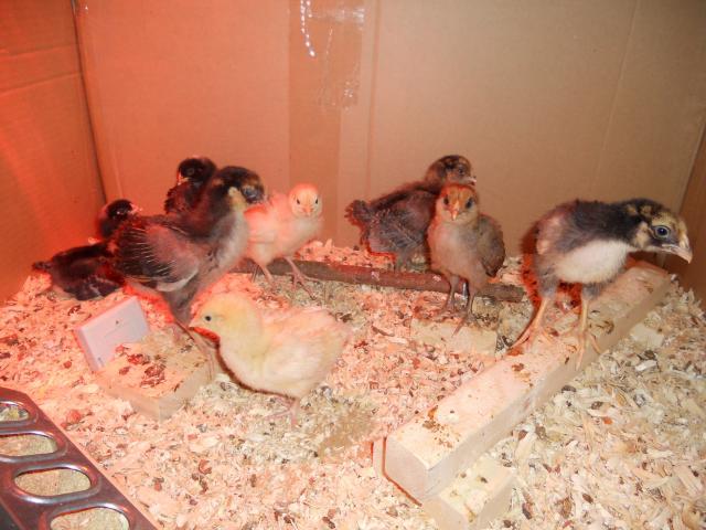 82711_dscn0504.jpg