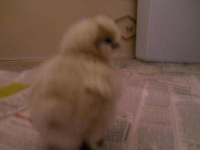 82735_chicks_and_project_028.jpg