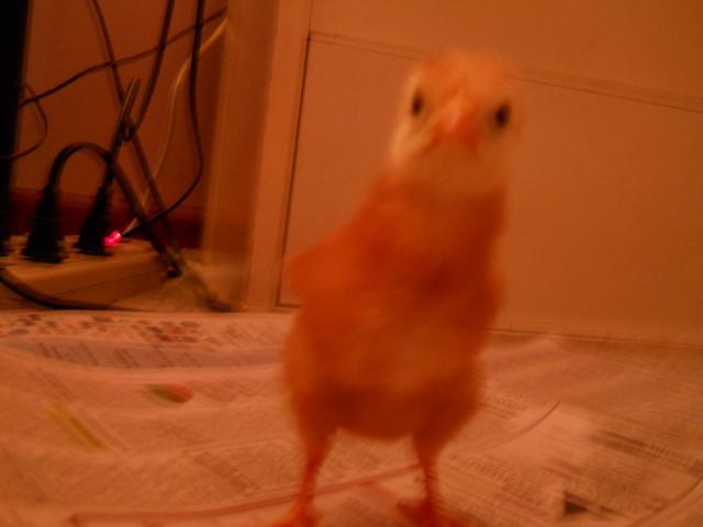 82735_chicks_and_project_032.jpg