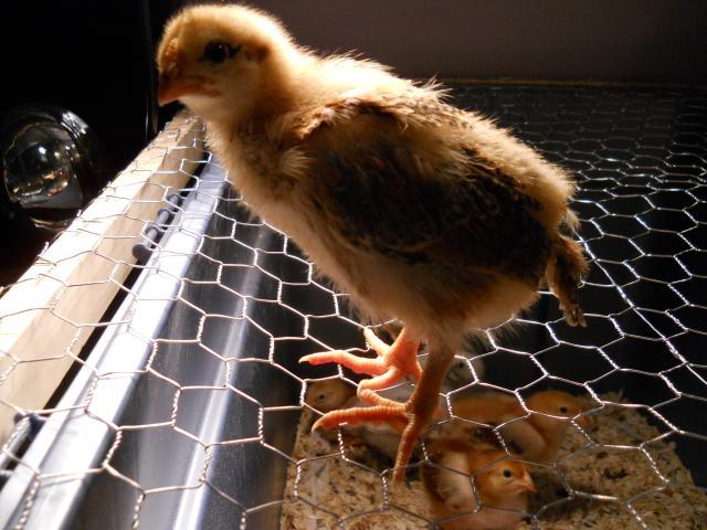 82735_chicks_and_project_044.jpg