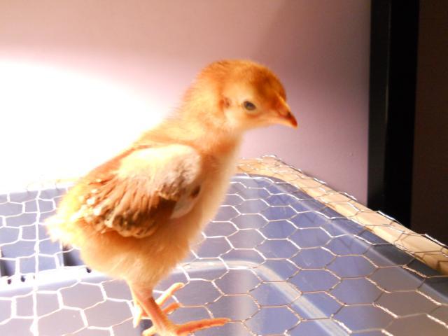 82735_chicks_and_project_045.jpg