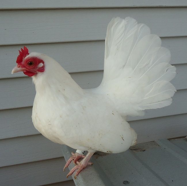 82777_hen.jpg