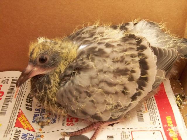827_unknown_bird.jpg