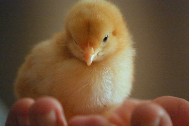 82800_chick.jpg
