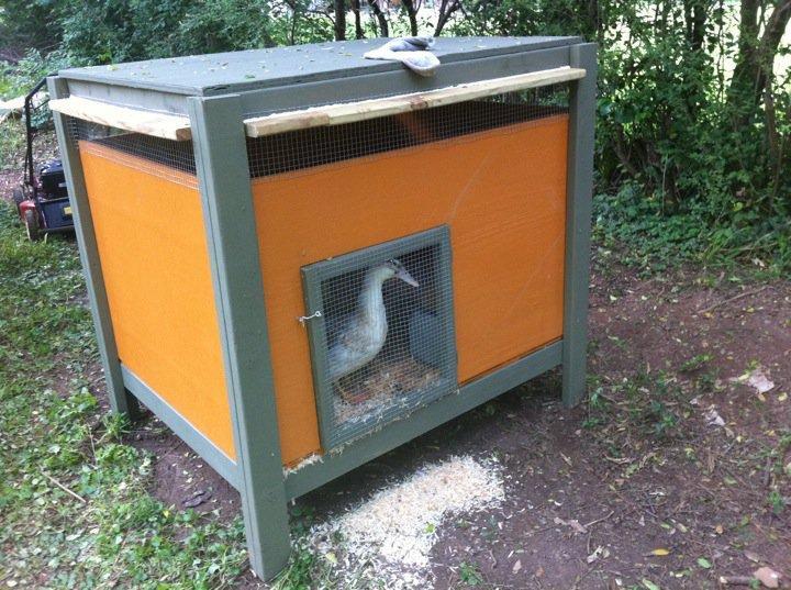 82800_duckcoop.jpg