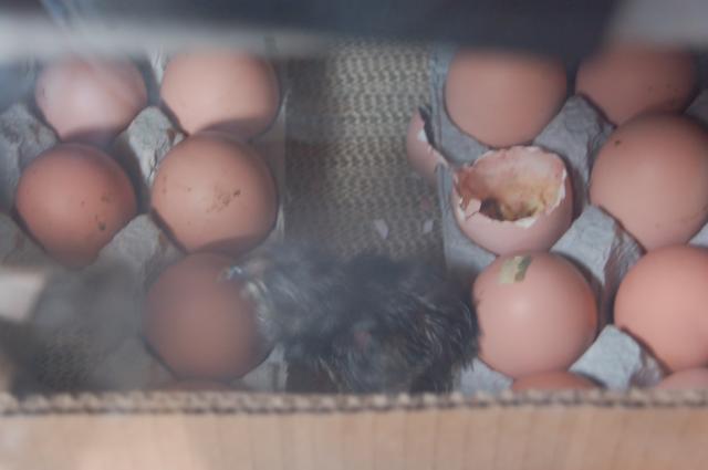 82816_australops_hatching_004.jpg