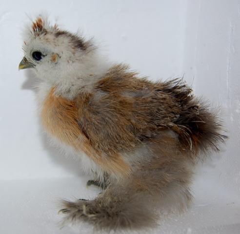 82816_chicks_003.jpg