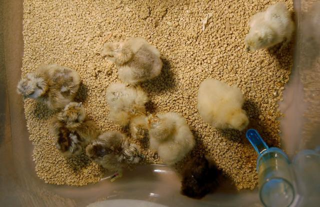 82816_chicks_and_new_incubator_002.jpg