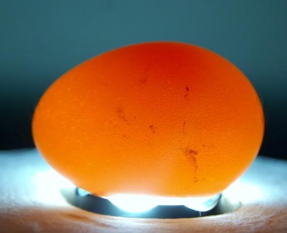 82816_egg_candling_002.jpg